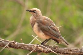 Błyszczak szarawy - Lamprotornis fischeri - Fischer's Starling