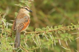 Czagra brązowołbista - Tchagra australis - Brown-crowned Tchagra