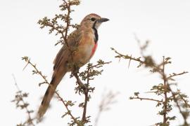 Dzierzbik czerwonogardły - Rhodophoneus cruentus - Rosy-patched Bush-shrike