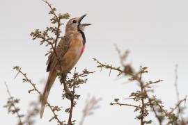 Dzierzbik czerwonogardły - Rhodophoneus cruentus - Rosy-patched Bush-shrike