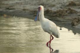 Warzęcha czerwonolica - Platalea alba - African Spoonbill