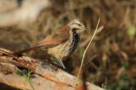 Palmodrozd plamisty - Cichladusa guttata - Spotted Palm Thrush