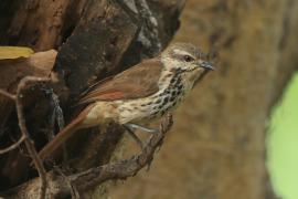 Palmodrozd plamisty - Cichladusa guttata - Spotted Palm Thrush