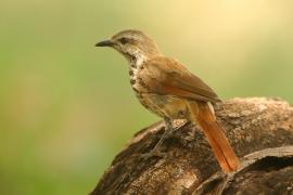 Palmodrozd plamisty - Cichladusa guttata - Spotted Palm Thrush