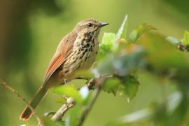 Palmodrozd plamisty - Cichladusa guttata - Spotted Palm Thrush