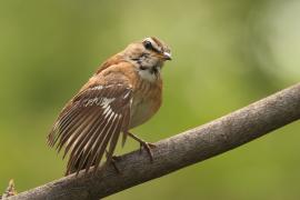 Drozdówka jasna - Cercotrichas leucophrys - White-browed Scrub Robin