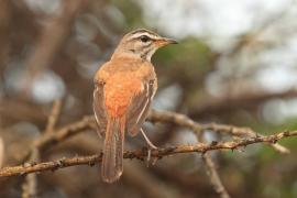 Drozdówka jasna - Cercotrichas leucophrys - White-browed Scrub Robin