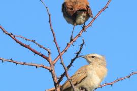 Drozdówka pustynna - Cercotrichas paena - Kalahari Scrub Robin