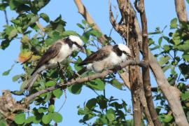 Białoczub białorzytny - Eurocephalus rueppelli - Northern White-crowned Shrike