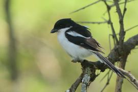 Dzierzba białobarkowa - Lanius collaris - Southern Fisca