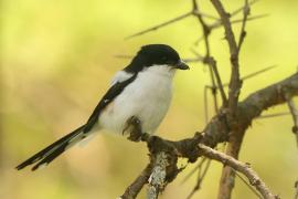 Dzierzba białobarkowa - Lanius collaris - Southern Fisca