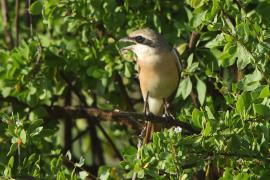 Dzierzba pustynna - Lanius isabellinus - Isabelline Shrike