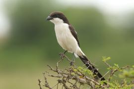 Dzierzba sawannowa - Lanius cabanisi - Long-tailed Fiscal