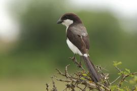 Dzierzba sawannowa - Lanius cabanisi - Long-tailed Fiscal