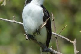 Dzierzba srokoszowata - Lanius excubitoroides - Grey-backed Fiscal