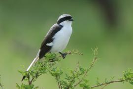 Dzierzba srokoszowata - Lanius excubitoroides - Grey-backed Fiscal