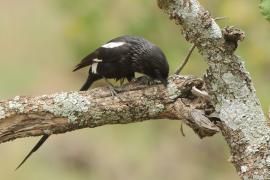 Dzierzba srokata - Lanius melanoleucus - Magpie Shrike