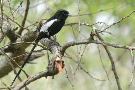 Dzierzba srokata - Lanius melanoleucus - Magpie Shrike