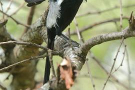 Dzierzba srokata - Lanius melanoleucus - Magpie Shrike