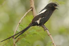 Dzierzba srokata - Lanius melanoleucus - Magpie Shrike