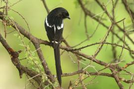 Dzierzba srokata - Lanius melanoleucus - Magpie Shrike