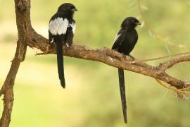 Dzierzba srokata - Lanius melanoleucus - Magpie Shrike
