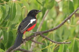 Dzierzyk purpurowy - Laniarius atrococcineus - Crimson-breasted Gonolek