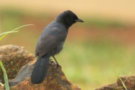 Dzierzyk stalowy - Laniarius funebris - Slate-coloured Boubou