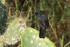 Dzierzyk stalowy - Laniarius funebris - Slate-coloured Boubou