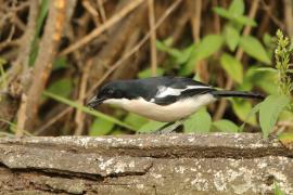 Dzierzyk zaroślowy - Laniarius aethiopicus - Tropical Boubou