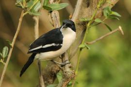 Dzierzyk zaroślowy - Laniarius aethiopicus - Tropical Boubou