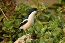 Dzierzyk zaroślowy - Laniarius aethiopicus - Tropical Boubou