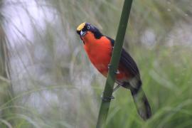 Dzierzyk papirusowy - Laniarius mufumbiri - Papyrus Gonolek