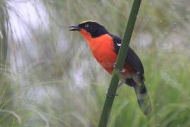 Dzierzyk papirusowy - Laniarius mufumbiri - Papyrus Gonolek