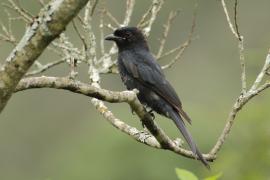 Dziwogon żałobny - Dicrurus adsimilis - Fork-tailed Drongo