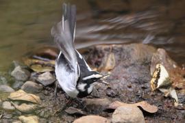 Pliszka srokata - Motacilla aguimp - African Wagtail