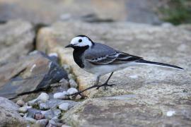 Pliszka siwa - Motacilla alba - White Wagtail