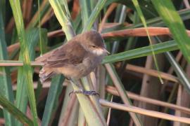 Trzcinniczek tęposkrzydły - Acrocephalus baeticatus - African Reed Warbler
