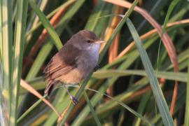 Trzcinniczek tęposkrzydły - Acrocephalus baeticatus - African Reed Warbler