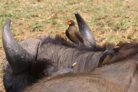 Bąkojad żółtodzioby - Buphagus africanus - Yellow-billed Oxpecker