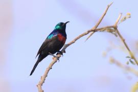 Nektarnik ozdobny - Cinnyris erythrocercus - Red-chested Sunbird