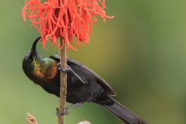 Nektarnik brązowy - Nectarinia kilimensis - Bronzy Sunbird