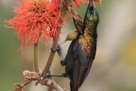 Nektarnik brązowy - Nectarinia kilimensis - Bronzy Sunbird