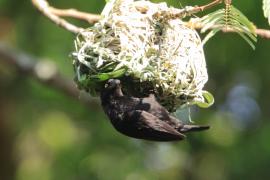 Wikłacz czarny - Ploceus nigerrimus - Vieillot's Weaver