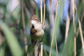 Trzciniak - Acrocephalus arundinaceus - Great Reed-Warbler