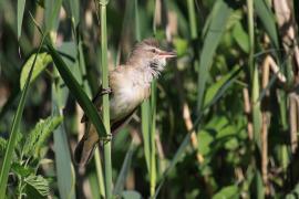Trzciniak - Acrocephalus arundinaceus - Great Reed-Warbler