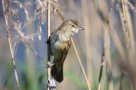 Trzciniak - Acrocephalus arundinaceus - Great Reed-Warbler