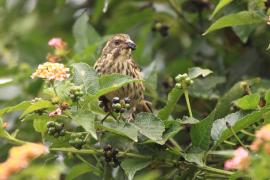 Afrokulczyk kreskowany - Crithagra striolata - Streaky Seedeater