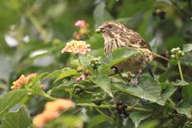 Afrokulczyk kreskowany - Crithagra striolata - Streaky Seedeater