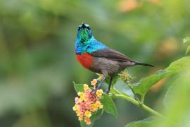 Nektarnik oliwkowobrzuchy - Cinnyris chloropygius - Olive-bellied Sunbird